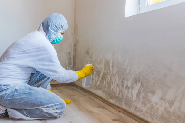 Licensed Basement Mold Remediation service in Irving, TX - 24 Hour Mold Removal
