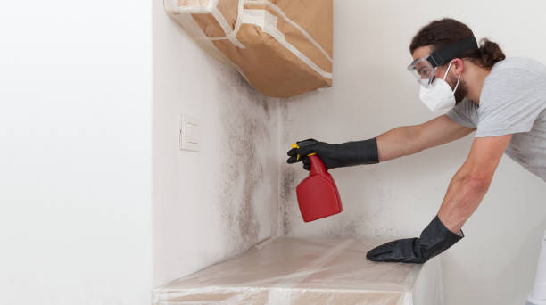 Professional Basement Mold Remediation technician working in Irving, TX